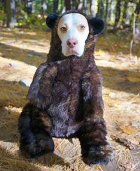 https://image.sistacafe.com/w200/images/uploads/content_image/image/173607/1470205353-dressed-up-dog-costume-beagle-maymothedog-5-579f5932d4b17__700.jpg