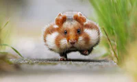 https://image.sistacafe.com/w200/images/uploads/content_image/image/174783/1470287862-cute-hamsters-1__880.jpg