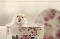 https://image.sistacafe.com/w200/images/uploads/content_image/image/174801/1470287964-cute-hamsters-3__880.jpg