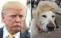 https://image.sistacafe.com/w200/images/uploads/content_image/image/177016/1470549616-humans-look-like-dogs-doppelganger-you-are-dog-now-twitter-85-57a46bdb35185__700.jpg