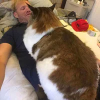 https://image.sistacafe.com/w200/images/uploads/content_image/image/180989/1471012761-largest-cat-nyc-samson-jonathan-zurbel-32.jpg