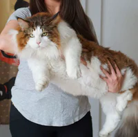 https://image.sistacafe.com/w200/images/uploads/content_image/image/180993/1471012787-largest-cat-nyc-samson-jonathan-zurbel-28.jpg