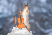 https://image.sistacafe.com/w200/images/uploads/content_image/image/182762/1471271813-i-have-shot-photos-from-wild-red-squirrels-with-tiny-music-instruments-this-half-year-8__880.jpg