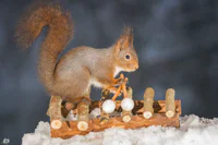 https://image.sistacafe.com/w200/images/uploads/content_image/image/182764/1471271848-i-have-shot-photos-from-wild-red-squirrels-with-tiny-music-instruments-this-half-year-6__880.jpg