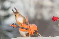 https://image.sistacafe.com/w200/images/uploads/content_image/image/182766/1471271871-i-have-shot-photos-from-wild-red-squirrels-with-tiny-music-instruments-this-half-year-5__880.jpg