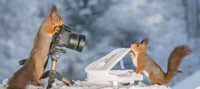 https://image.sistacafe.com/w200/images/uploads/content_image/image/182767/1471271881-i-have-shot-photos-from-wild-red-squirrels-with-tiny-music-instruments-this-half-year-7__880.jpg