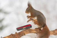 https://image.sistacafe.com/w200/images/uploads/content_image/image/182772/1471271922-i-have-shot-photos-from-wild-red-squirrels-with-tiny-music-instruments-this-half-year-16__880.jpg