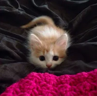 https://image.sistacafe.com/w200/images/uploads/content_image/image/184074/1471411464-cute-kittens-9-57b30aa5797eb__605.jpg