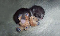 https://image.sistacafe.com/w200/images/uploads/content_image/image/184075/1471411471-cute-kittens-63-57b326d0e181d__605.jpg