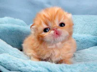 https://image.sistacafe.com/w200/images/uploads/content_image/image/184082/1471411519-cute-kitten-61-57b32666478e1__605.jpg
