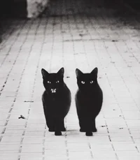 https://image.sistacafe.com/w200/images/uploads/content_image/image/197172/1472712665-mysterious-cat-photography-black-and-white-56-57c03b1b4b26c__880.jpg