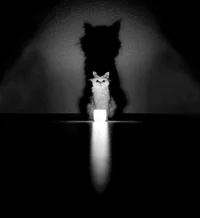 https://image.sistacafe.com/w200/images/uploads/content_image/image/197173/1472712675-mysterious-cat-photography-black-and-white-68-57c5830d775b6__880.jpg