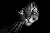 https://image.sistacafe.com/w200/images/uploads/content_image/image/197183/1472712719-mysterious-cat-photography-black-and-white-1-57bffb43091ee__880.jpg