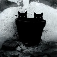 https://image.sistacafe.com/w200/images/uploads/content_image/image/197188/1472712742-mysterious-cat-photography-black-and-white-67-57c582ace3860__880.jpg