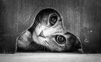 https://image.sistacafe.com/w200/images/uploads/content_image/image/197192/1472712764-mysterious-cat-photography-black-and-white-4-57bffae0ec27f__880.jpg