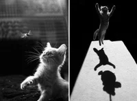 https://image.sistacafe.com/w200/images/uploads/content_image/image/197194/1472712778-mysterious-cat-photography-black-and-white-61-57c03eca95fb8__880.jpg