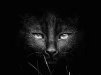 https://image.sistacafe.com/w200/images/uploads/content_image/image/197196/1472712793-mysterious-cat-photography-black-and-white-59-57c03e696637a__880.jpg