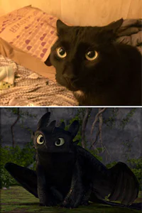 https://image.sistacafe.com/w200/images/uploads/content_image/image/202938/1473227829-cats-toothless-lookalikes-2-57ce7b483ba6c__700.jpg