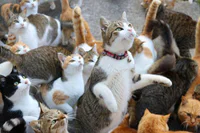 https://image.sistacafe.com/w200/images/uploads/content_image/image/210668/1474003521-cat-island-japan-tweet-food-donation-aoshima-19.jpg
