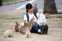 https://image.sistacafe.com/w200/images/uploads/content_image/image/210745/1474005099-2ABE4EF500000578-3170464-Tourists_travel_to_Rabbit_Island_from_around_the_world_to_captur-a-5_1437566160397.jpg