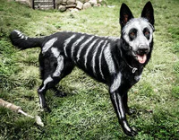 https://image.sistacafe.com/w200/images/uploads/content_image/image/229512/1476273711-halloween-dog-costumes-22-57fcb679edcf9__605.jpg