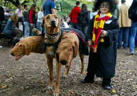 https://image.sistacafe.com/w200/images/uploads/content_image/image/229516/1476273851-halloween-dog-costumes-2-57fcb649c2eb7__605.jpg