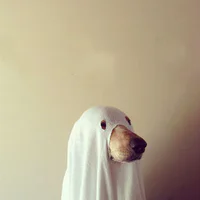 https://image.sistacafe.com/w200/images/uploads/content_image/image/229530/1476274197-halloween-dog-costumes-5-57fcb64f1e7e8__605.jpg