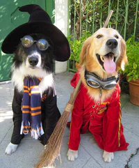 https://image.sistacafe.com/w200/images/uploads/content_image/image/229538/1476274320-halloween-dog-costumes-7-57fcb655366f8__605.jpg