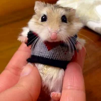 https://image.sistacafe.com/w200/images/uploads/content_image/image/233211/1476939891-cute-animals-wearing-tiny-sweaters-23-57ff6fe79105f__605.jpg