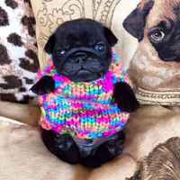 https://image.sistacafe.com/w200/images/uploads/content_image/image/233229/1476940086-cute-animals-wearing-tiny-sweaters-59-58049dbacab8b__605.jpg