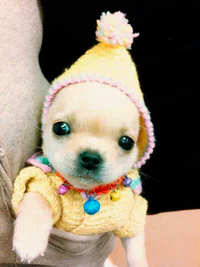 https://image.sistacafe.com/w200/images/uploads/content_image/image/233235/1476940217-cute-animals-wearing-tiny-sweaters-80-5804cf47b25e6__605.jpg