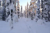 https://image.sistacafe.com/w200/images/uploads/content_image/image/245233/1478433583-Winter-forest-wonderland.jpg