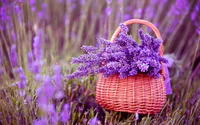 https://image.sistacafe.com/w200/images/uploads/content_image/image/261895/1481207269-fresh-organic-food-lavender-01.jpg