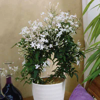 https://image.sistacafe.com/w200/images/uploads/content_image/image/261928/1481209688-pet-friendly-plants-ideas-Jasmine-plant-indoor-outdoor-plants-ideas.jpg