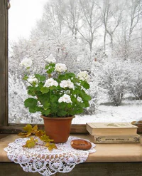 https://image.sistacafe.com/w200/images/uploads/content_image/image/261929/1481209733-Winter-Care-of-Indoor-Plants-e1449464118124.jpg