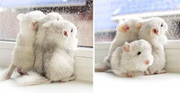 https://image.sistacafe.com/w200/images/uploads/content_image/image/277631/1483676790-cute-baby-chinchillas-119-586cff70a4c5b__700.jpg