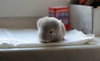 https://image.sistacafe.com/w200/images/uploads/content_image/image/277633/1483676814-cute-baby-chinchillas-60-586ca699a6ea5__700.jpg