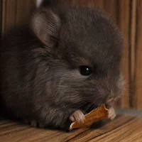https://image.sistacafe.com/w200/images/uploads/content_image/image/277634/1483676838-cute-baby-chinchillas-130-586d10e4ca335__700.jpg