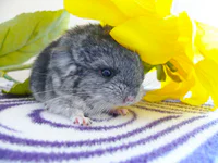 https://image.sistacafe.com/w200/images/uploads/content_image/image/277641/1483676930-cute-baby-chinchillas-80-586ccdc35cccf__700.jpg