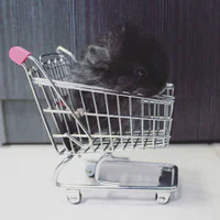 https://image.sistacafe.com/w200/images/uploads/content_image/image/277644/1483676978-cute-baby-chinchillas-110-586cedcd39e49__700.jpg
