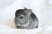 https://image.sistacafe.com/w200/images/uploads/content_image/image/277653/1483677156-cute-baby-chinchillas-79-586cc20a69f2e__700.jpg