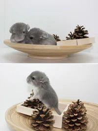 https://image.sistacafe.com/w200/images/uploads/content_image/image/277654/1483677180-cute-baby-chinchillas-45-586cae8b9d87a__700.jpg