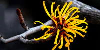 https://image.sistacafe.com/w200/images/uploads/content_image/image/325825/1490759620-getty-91235152-witch-hazel-flower-i-love-photo-and-apple-main.jpg