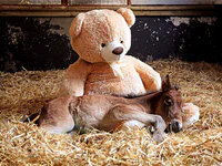 https://image.sistacafe.com/w200/images/uploads/content_image/image/341414/1492753079-animals-sleeping-cuddling-stuffed-toys-117-58f066f1d8f46__605.jpg