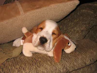 https://image.sistacafe.com/w200/images/uploads/content_image/image/341416/1492753111-animals-sleeping-cuddling-stuffed-toys-103-58ef84f81e3ae__605.jpg