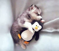 https://image.sistacafe.com/w200/images/uploads/content_image/image/341423/1492753240-animals-sleeping-cuddling-stuffed-toys-118-58f069e1785d3__605.jpg