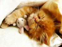 https://image.sistacafe.com/w200/images/uploads/content_image/image/341425/1492753281-animals-sleeping-cuddling-stuffed-toys-111-58ef8d816734a__605.jpg
