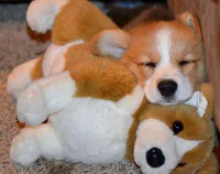 https://image.sistacafe.com/w200/images/uploads/content_image/image/341426/1492753298-animals-sleeping-cuddling-stuffed-toys-137-58f07b5a98fa0__605.jpg