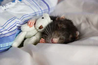 https://image.sistacafe.com/w200/images/uploads/content_image/image/341429/1492753344-animals-sleeping-cuddling-stuffed-toys-101-58ef80e52dc18__605.jpg