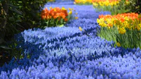 https://image.sistacafe.com/w200/images/uploads/content_image/image/342272/1492871444-river-of-flowers-holland-1.jpg